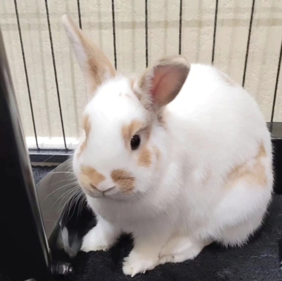 MARSHY's MANURE NATURAL GARDENING FERTILIZER - Picture 11 of 16